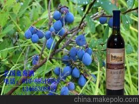 人生酒供應(yīng)商,價(jià)格,人生酒批發(fā)市場(chǎng) 