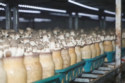 學(xué)有所獲、學(xué)有所用!"鄉(xiāng)村振興&middot;網(wǎng)信助農(nóng)"助力網(wǎng)信新農(nóng)人活動(dòng)第一期&middot;西海岸新區(qū)專場圓滿收官