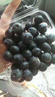 紫斐藍(lán)莓酒 青島體驗館