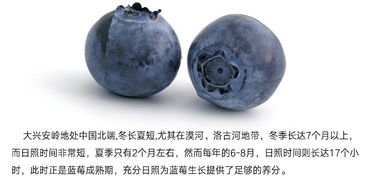 武當(dāng)南美人野生藍莓酒精品禮盒 果酒 冰酒